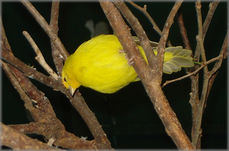 Amarelo sobre o Preto