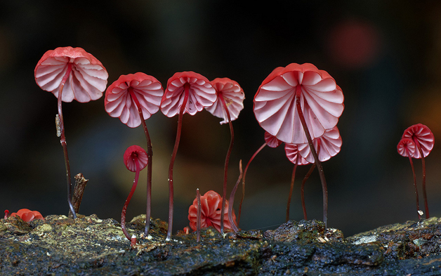 fungi01