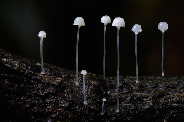 fungi09